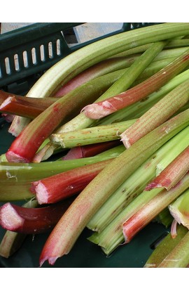 Rhubarbe