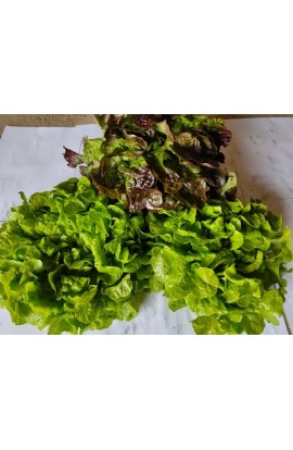 PACK de 3 salades F.Verte/F.Verte/F.Rouge PROMO cat II